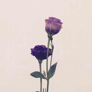 purpleflower
